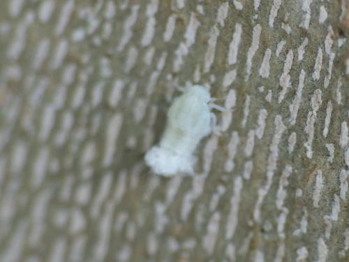 Metcalfa pruinosa